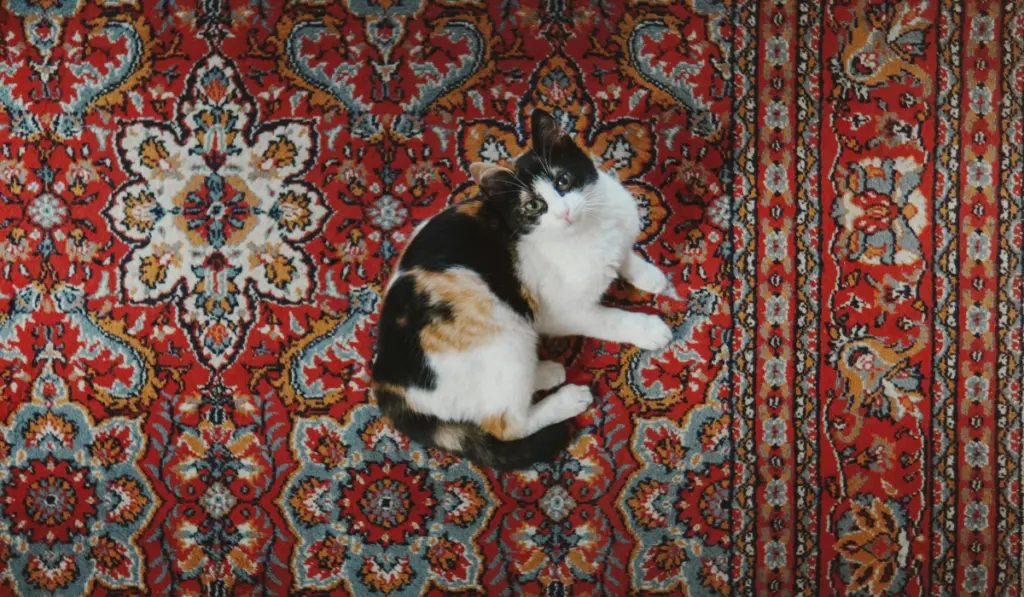 Jaipur Carpet Studio